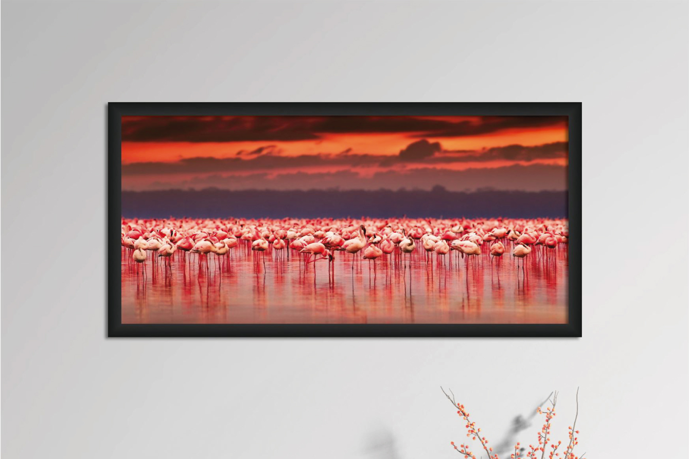 QDG003-Flamingos_Africanos